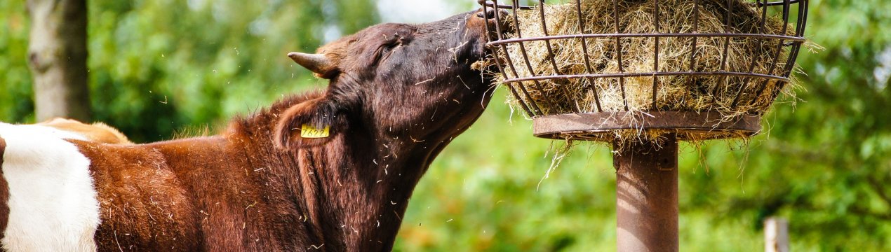 Підмосковні «агроповара» приступили до заготівлі обідів для худоби