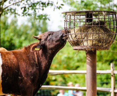 Підмосковні «агроповара» приступили до заготівлі обідів для худоби