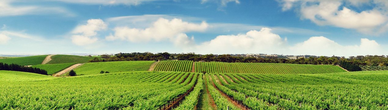 Провідна сільськогосподарська організація Уельсу запланувала заходи для фермерів-орендарів