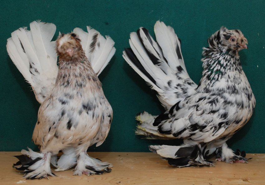 Шалеві голуби Шалеві голуби