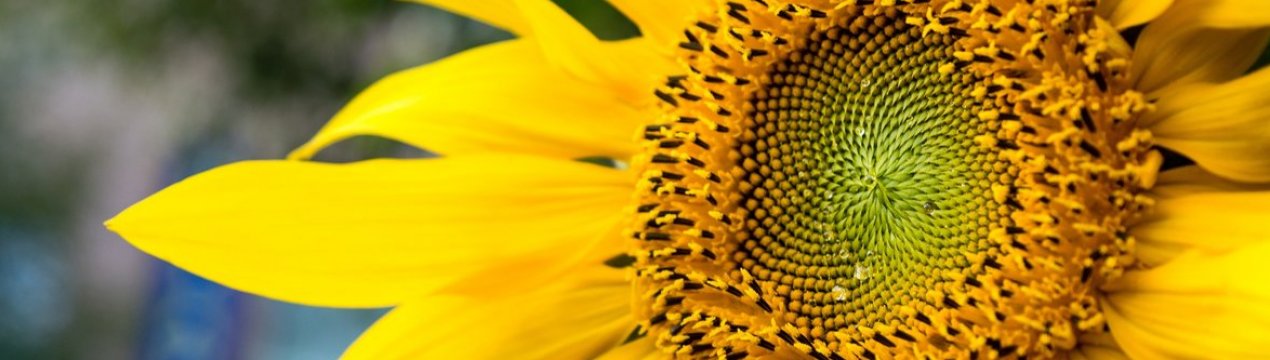 «Епіцентр К» збільшує посівні площі високоолеінового соняшнику