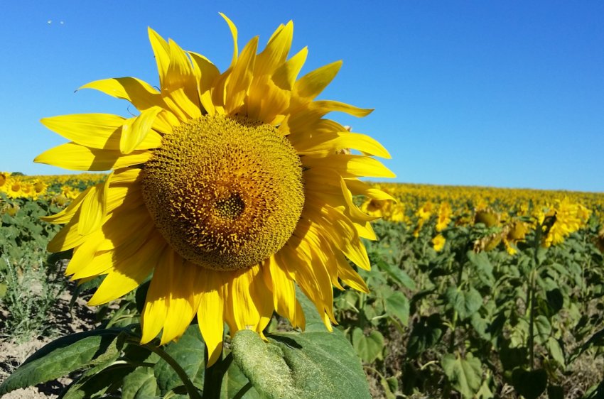 «Епіцентр К» збільшує посівні площі високоолеінового соняшнику «Епіцентр К» збільшує посівні площі високоолеінового соняшнику