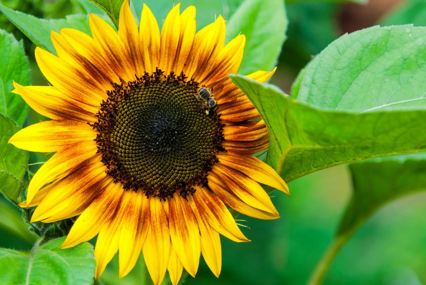 «Епіцентр К» збільшує посівні площі високоолеінового соняшнику «Епіцентр К» збільшує посівні площі високоолеінового соняшнику