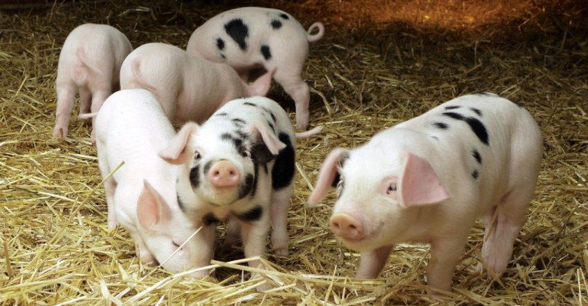 Поросята Поросята