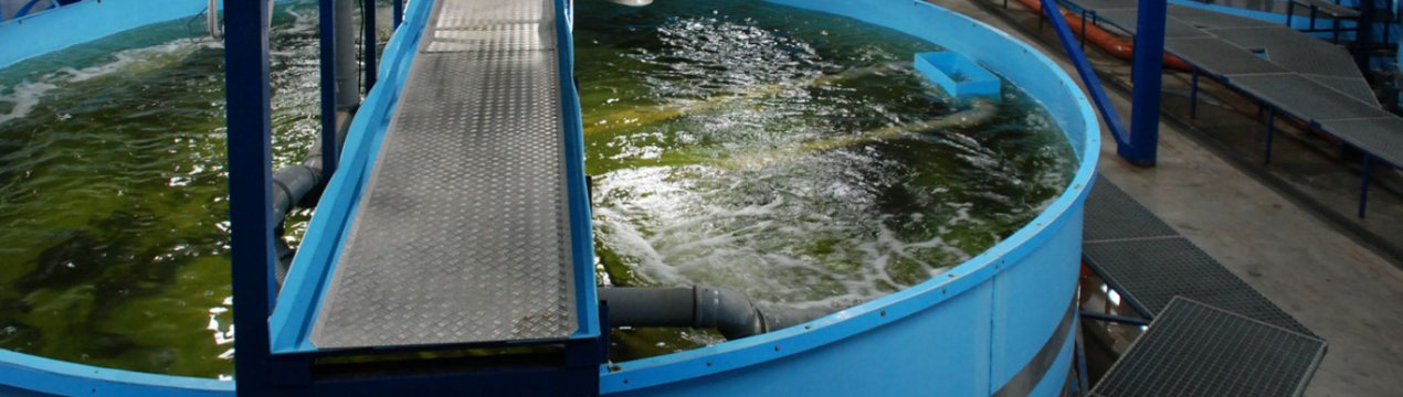 Жителі шотландського острова Bute проти рибної ферми