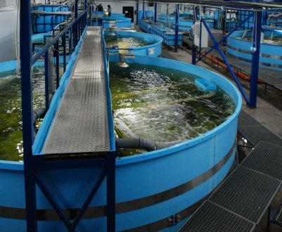 Жителі шотландського острова Bute проти рибної ферми