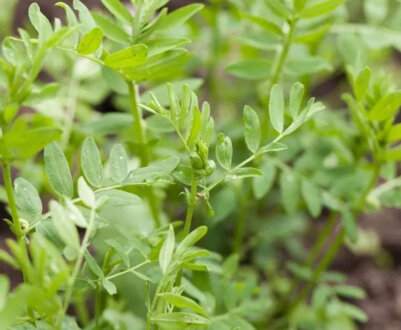 Вирощування сочевиці в полі, на городі, вдома: агротехніка