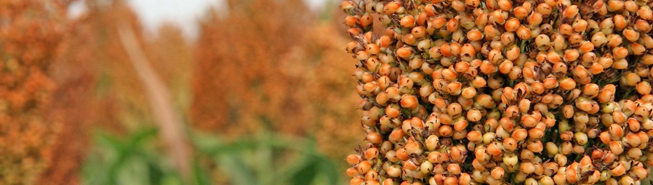 Вінницькі аграрії посіють більше сорго на замовлення птахівників