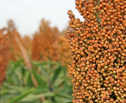 Вінницькі аграрії посіють більше сорго на замовлення птахівників