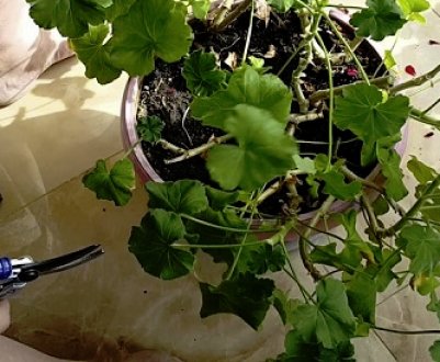 Обрізка герані на зиму: покрокова інструкція, основні правила, подальший догляд