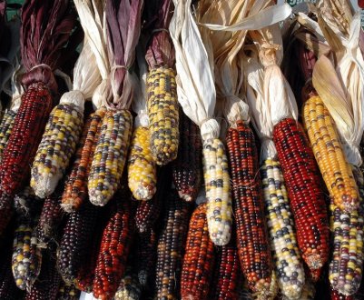 Філіппіни хочуть імпортувати велику партію кукурудзи