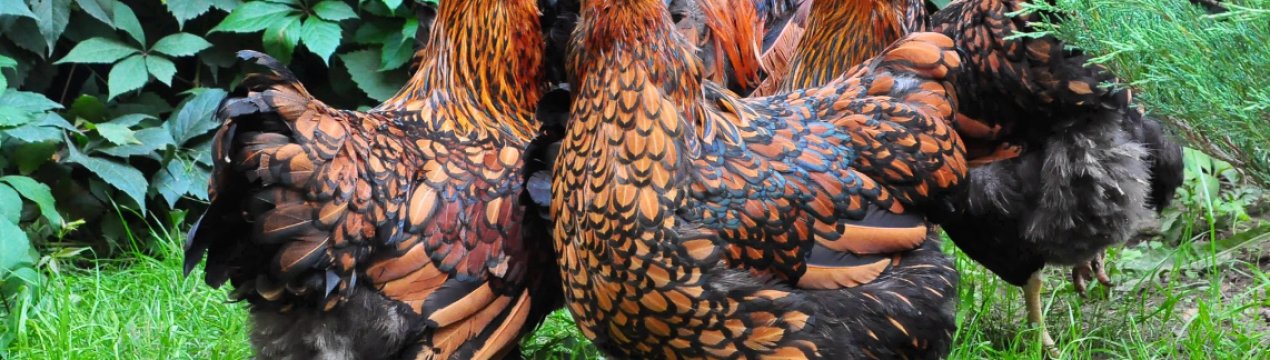 «Зелене світло» для найбільшої на півночі Уельсу птахоферми