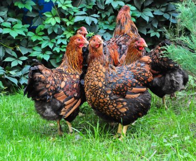 «Зелене світло» для найбільшої на півночі Уельсу птахоферми 