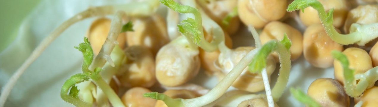 Як правильно приймати пророщений нут