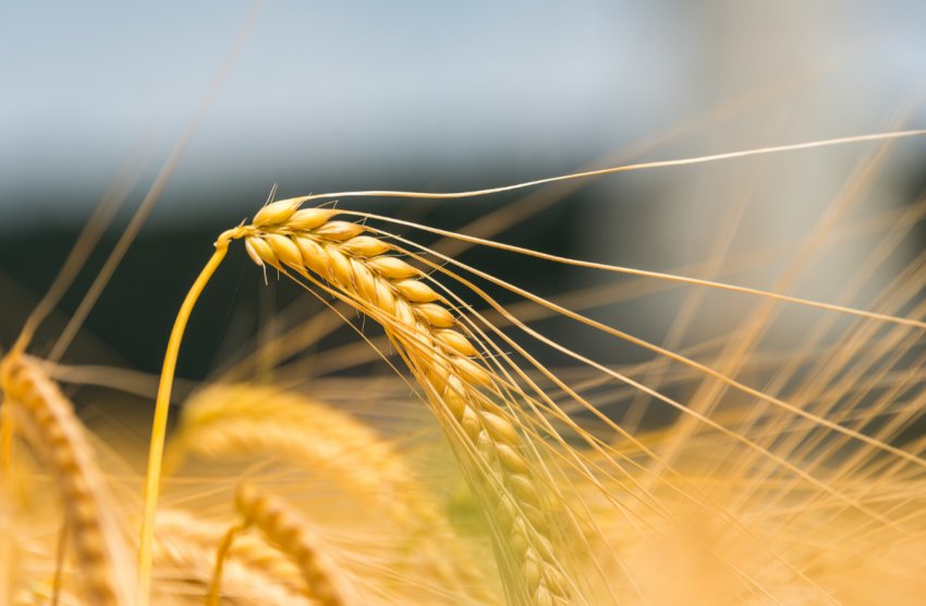 В Марокко мають намір знову ввести мито на м'яку пшеницю