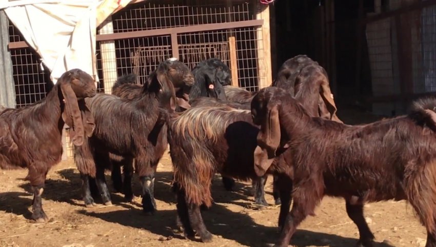 Дамаська коза Дамаська коза