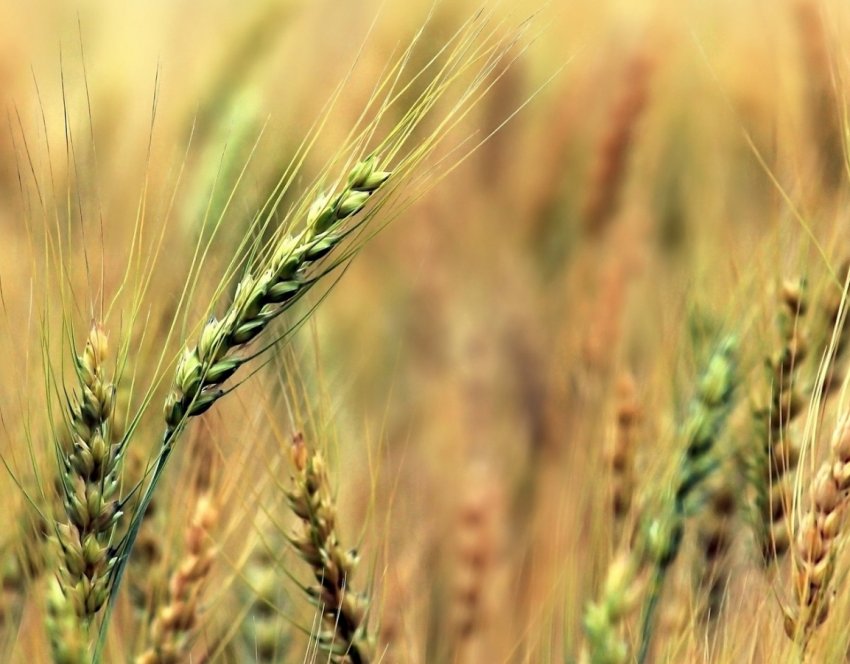 В Марокко мають намір знову ввести мито на м'яку пшеницю