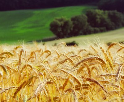 У Марокко мають намір знову ввести мито на м'яку пшеницю