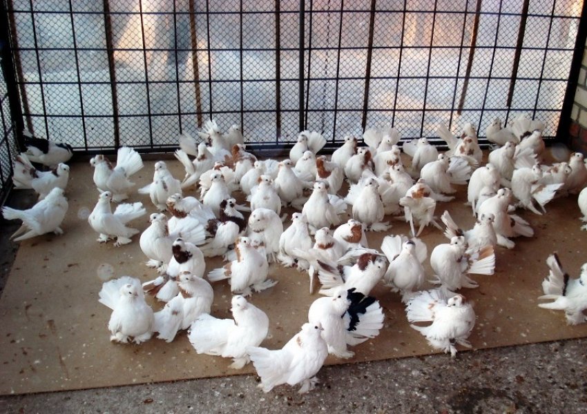 Ставні голуби Ставні голуби