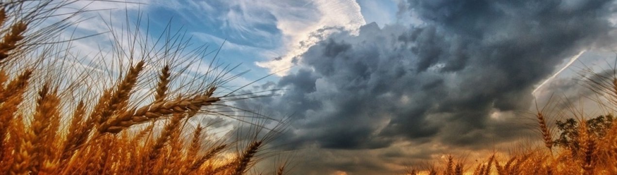 На тлі пауз в торгах в США і гарними видами на врожай, пшениця в ЄС падає в ціні