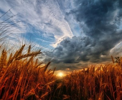 На тлі пауз в торгах в США і гарними видами на врожай, пшениця в ЄС падає в ціні