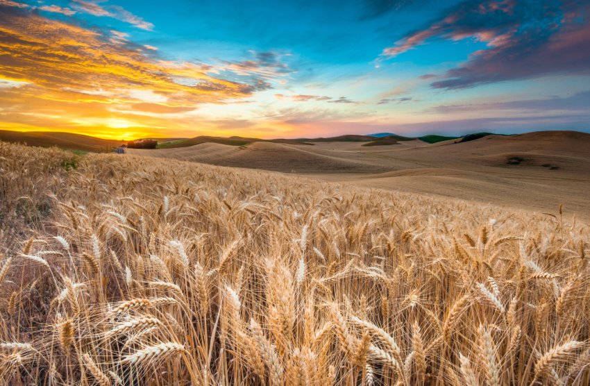 На тлі пауз в торгах в США і гарними видами на врожай, пшениця в ЄС падає в ціні