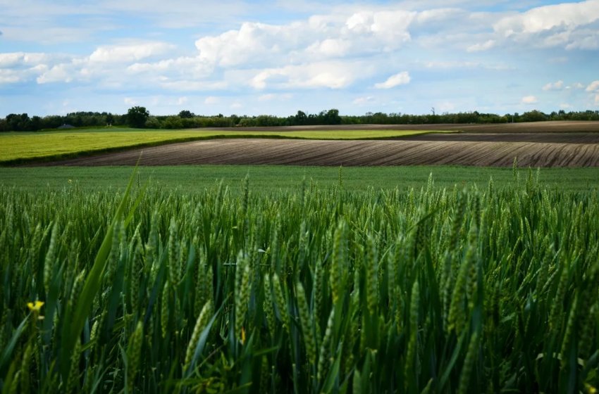 На тлі пауз в торгах в США і гарними видами на врожай, пшениця в ЄС падає в ціні