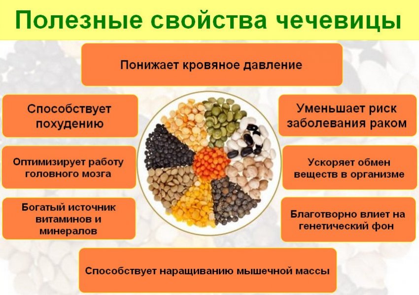 Как вырастить чечевицу на огороде. Смотреть фото Как вырастить чечевицу на огороде. Смотреть картинку Как вырастить чечевицу на огороде. Картинка про Как вырастить чечевицу на огороде. Фото Как вырастить чечевицу на огороде