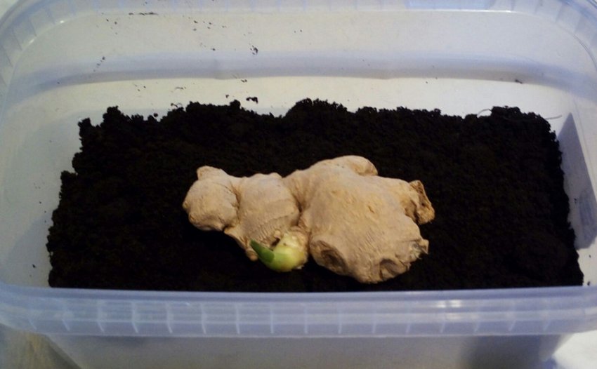 Пророщування імбиру