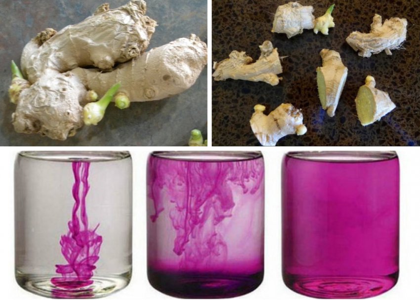 Підготовка імбиру до посадки