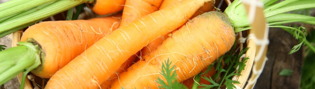 В Україні продовжує дешевшати морква врожаю минулого року