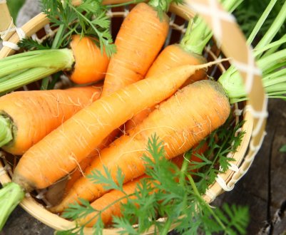 В Україні продовжує дешевшати морква врожаю минулого року