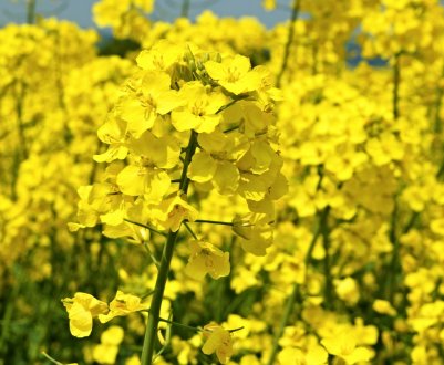 У Великобританії фермери мають намір вирощувати перший в країні життєздатний органічний олійний ріпак 