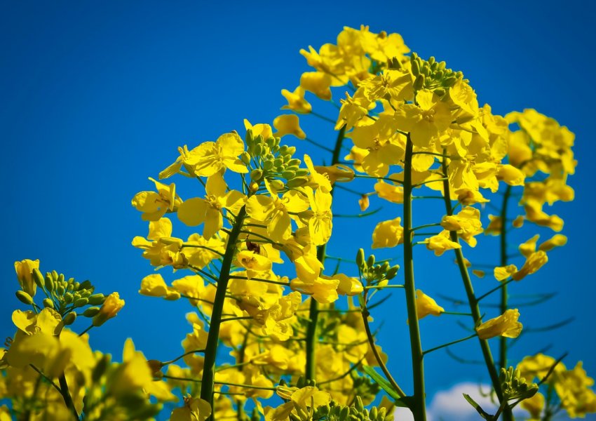 У Великобританії фермери мають намір вирощувати перший в країні життєздатний органічний олійний ріпак