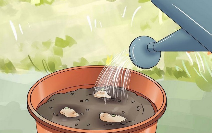 Полив імбиру