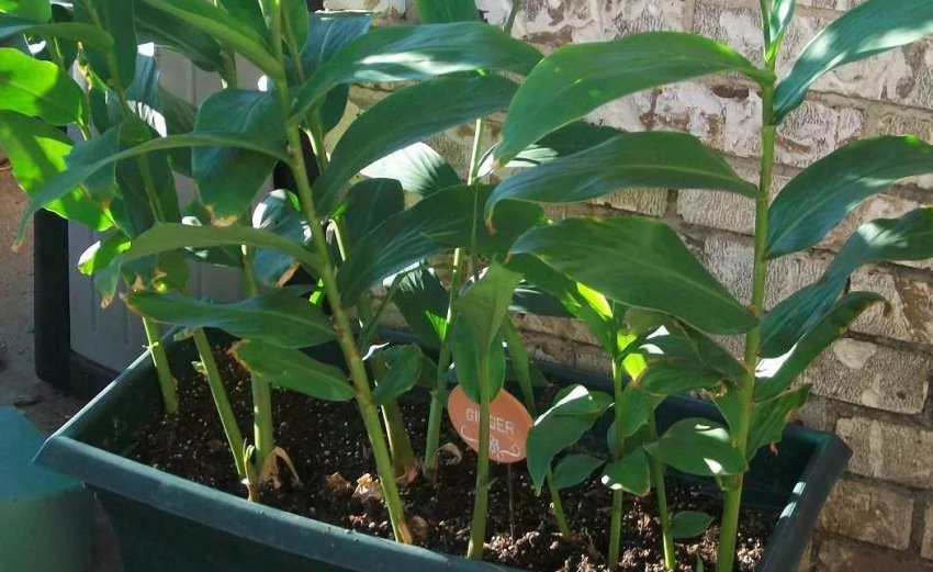 Вирощування імбиру в горщику