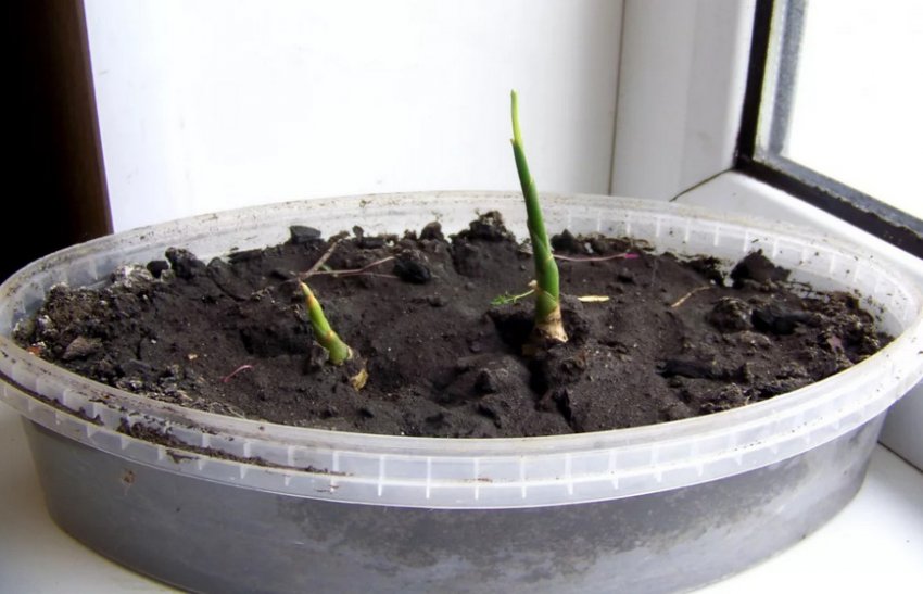 Полив імбиру