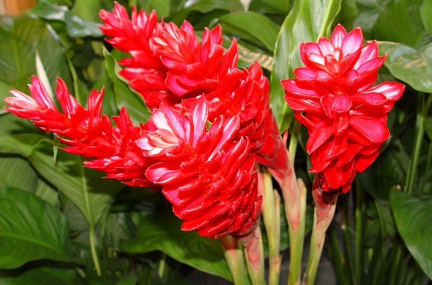 Рослина імбиру