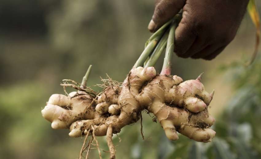 Збір імбиру