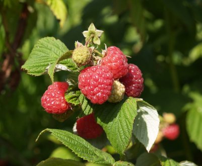 Малина Вольниця: характеристика, особливості вирощування