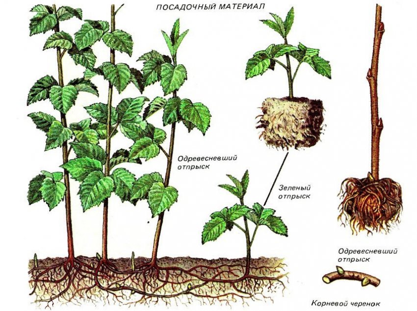 Ремонтантная малина абрикосовая посадка и уход. 81347.prynho.850. Ремонтантная малина абрикосовая посадка и уход фото. Ремонтантная малина абрикосовая посадка и уход-81347.prynho.850. картинка Ремонтантная малина абрикосовая посадка и уход. картинка 81347.prynho.850. Малина Абрикосовая была выведена в 1996 году селекционерами РАСН Евдокименко и Казаковым. Для создания гибрида скрестили несколько сортов ремонтантной малины. Малина Абрикосовая была внесена в Госреестр в 2004 году, рекомендована к выращиванию в центральных и южных регионах. Желтая малина еще не особо популярна среди садоводов, но уже имеет достаточно почитателей.