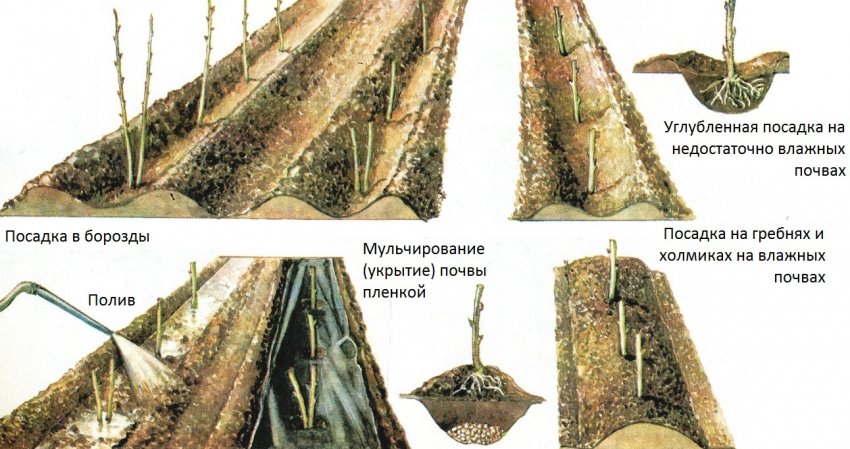 Уход и обрезка за малиной вольница. 81357.pryo00.850. Уход и обрезка за малиной вольница фото. Уход и обрезка за малиной вольница-81357.pryo00.850. картинка Уход и обрезка за малиной вольница. картинка 81357.pryo00.850. Малина – любимое лакомство детей и взрослых. Ни один садовый участок не обходится без пары кустиков таких вкусных ягод. Говоря о многообразии видов малины, нельзя не упомянуть сорт Вольница. Это высокоурожайный не ремонтантный сорт среднего срока созревания и универсального использования.