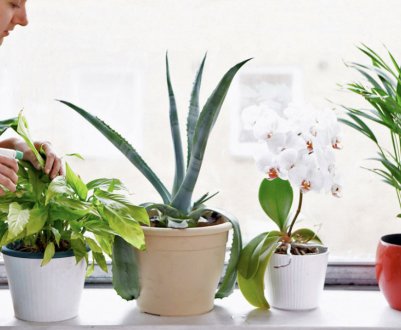 Чим і як підгодувати кімнатні рослини в домашніх умовах