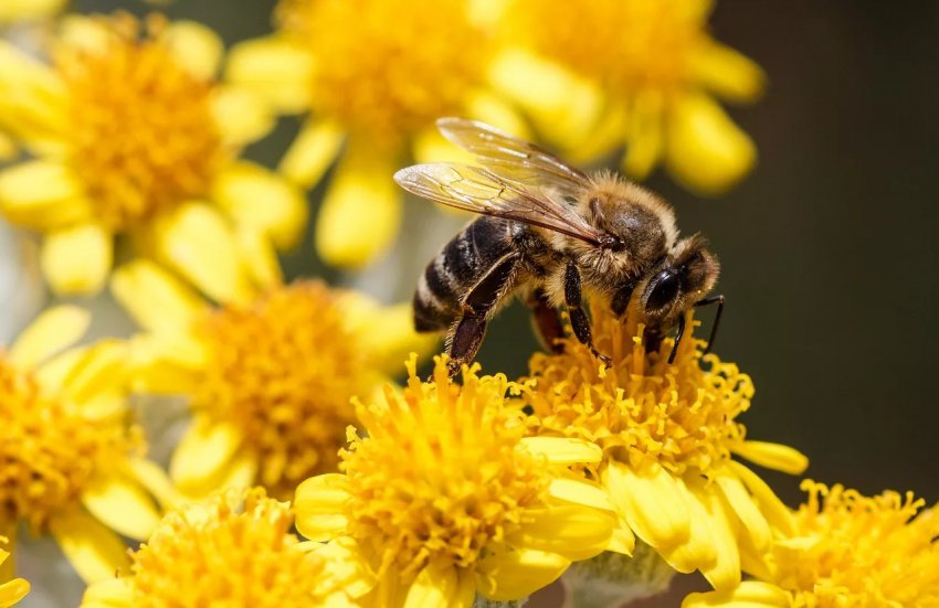 Україна покинула трійку лідерів світових експортерів меду із-за масової загибелі бджіл Україна покинула трійку лідерів світових експортерів меду із-за масової загибелі бджіл