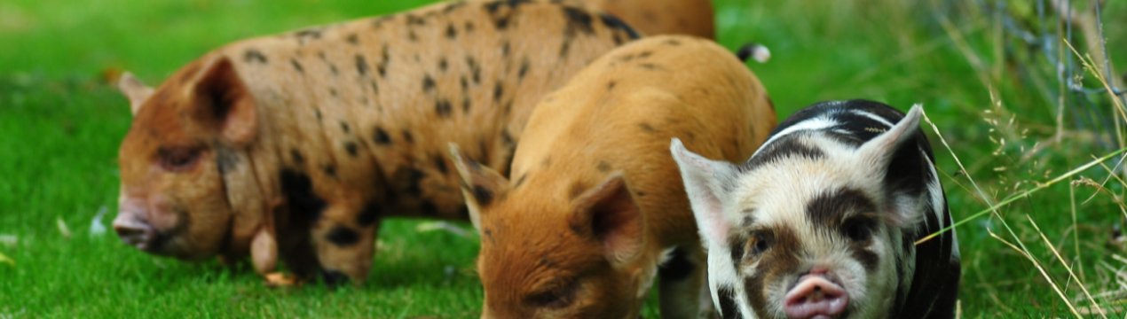 Свинарі Великобританії останнє підвищення цін визнали «образливим»