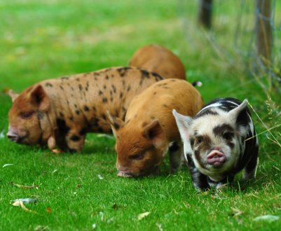 Свинарі Великобританії останнє підвищення цін визнали «образливим»