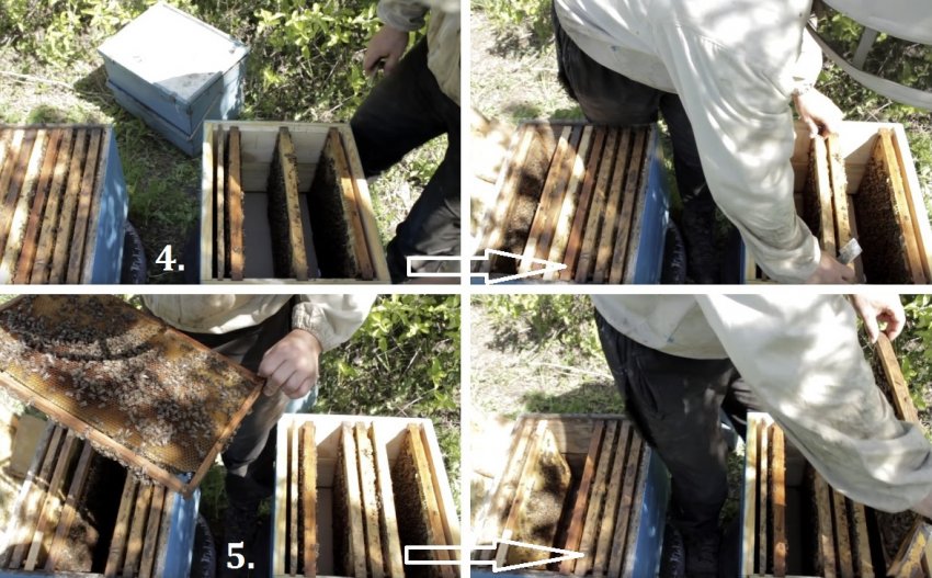 Поділ бджолосім'ї Поділ бджолосім'ї