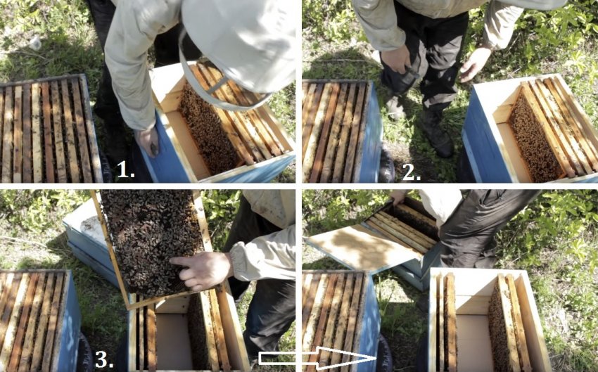 Поділ бджолосім'ї Поділ бджолосім'ї