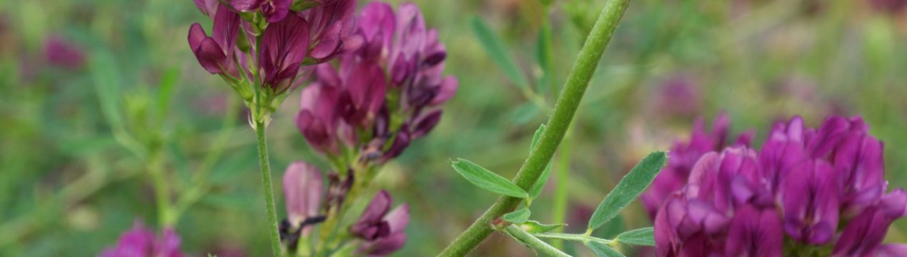 Адміністрація Трампа оголосила про плани допомоги фермерам