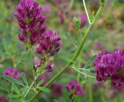 Адміністрація Трампа оголосила про плани допомоги фермерам